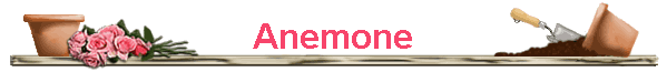 Anemone