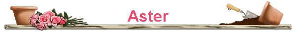 Aster