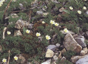 Anemone baldensis