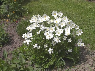 A. sylvestris