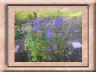 aconitum.jpg