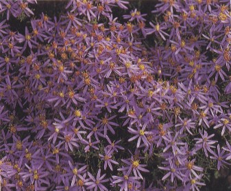 Aster amellus