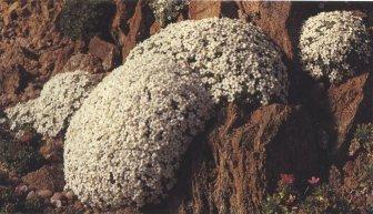 Androsace vandellii