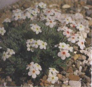 Androsace villosa