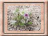 anemone-pulsatilla.v.jpg