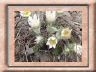 anemone-pulsatilla.jpg