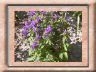 campanula-glomerata.jpg