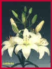 Lilien - Hybride "Cara"