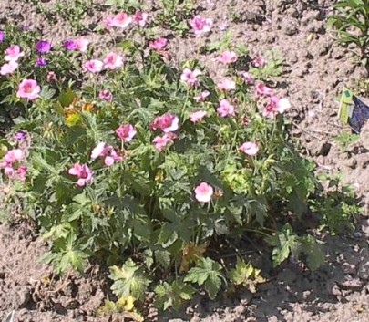 Geranium endressii