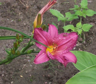 Hemerocallis Hybride ' Summerwine'