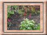 heuchera.jpg