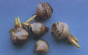 Krokus