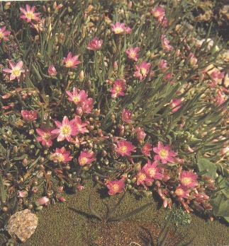 Lewisea pygnaea