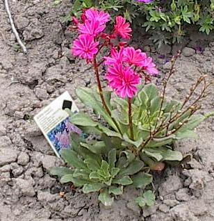 Lewisea cotyledon Hybriden