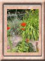 lychnis-chalcedonica.jpg