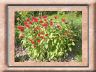 monarda.jpg