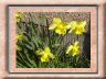 narcissus.jpg
