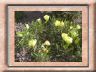 oenothera-missourensis.jpg
