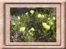 oenothera-missourensis.jpg