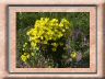 oenothera-tetragona.jpg