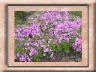 phlox-subbulata.jpg