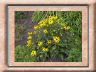 rudbeckia.jpg