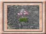 saxifraga.jpg