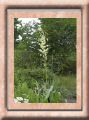 yucca.jpg