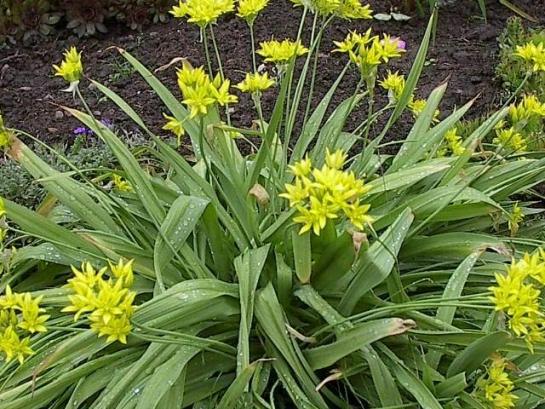 allium-molly.jpg