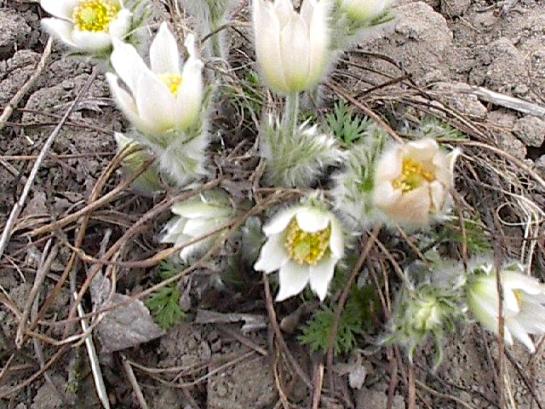 anemone-pulsatilla.jpg