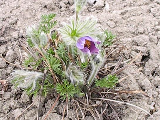 anemone-pulsatilla.v.jpg