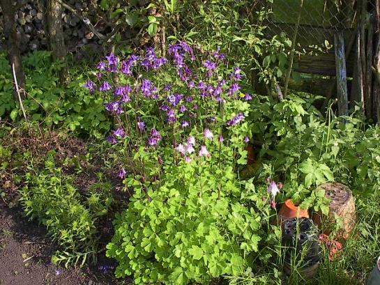 aquilegia.jpg