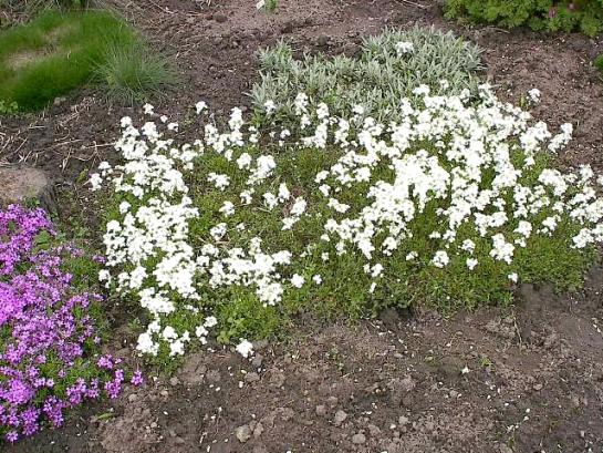 arabis.jpg