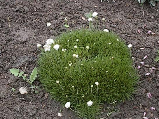 armeria-maritima.jpg