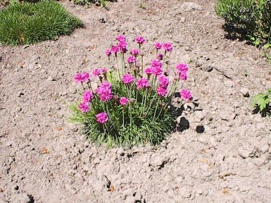 armeria-rosa.jpg