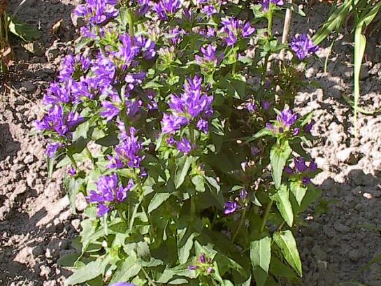 campanula-glomerata.jpg