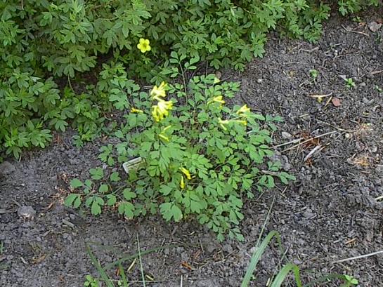 corydalis.jpg