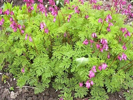 dicentra-spa.jpg