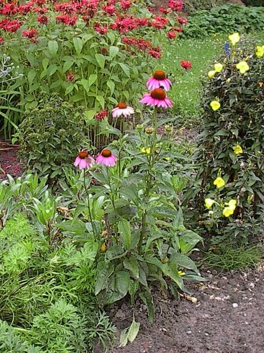 echinaceae.jpg