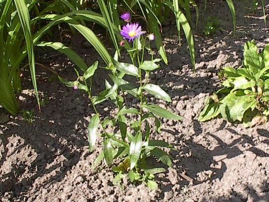 erigeron.jpg