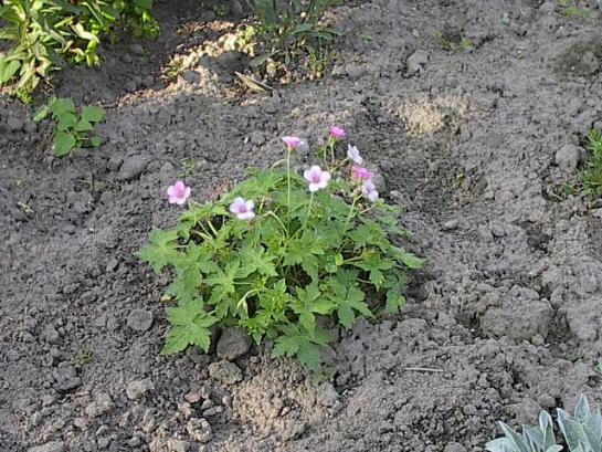 geranium.jpg