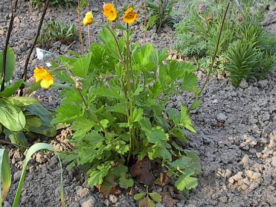 geum-cocc.jpg