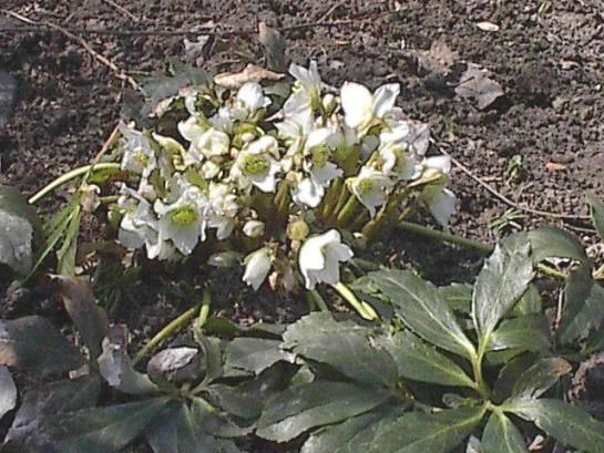 helleborus.jpg