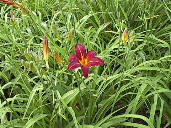 hemerocallis.jpg