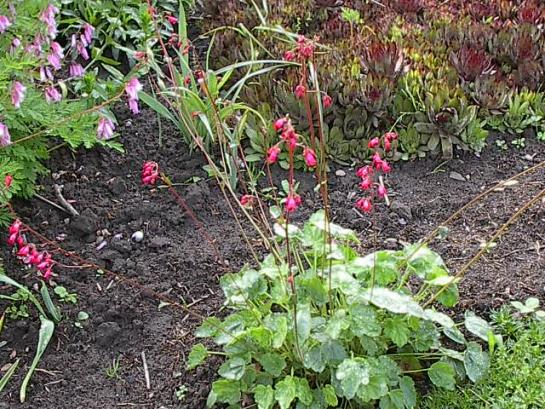 heuchera.jpg