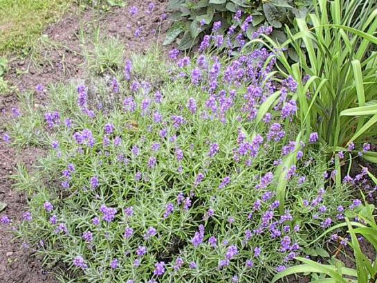 lavendel.jpg