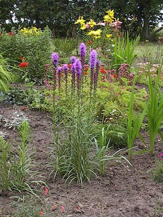 liatris-spicata.jpg