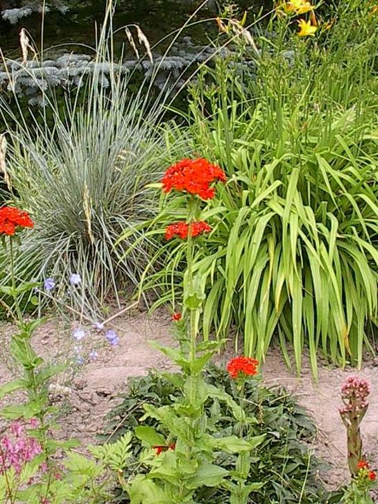 lychnis-chalcedonica.jpg