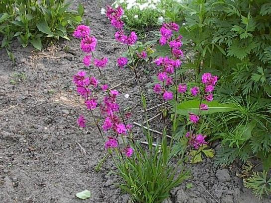 lychnis.jpg