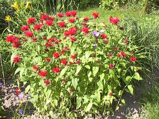 monarda.jpg